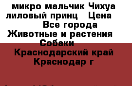 микро мальчик Чихуа лиловый принц › Цена ­ 90 - Все города Животные и растения » Собаки   . Краснодарский край,Краснодар г.